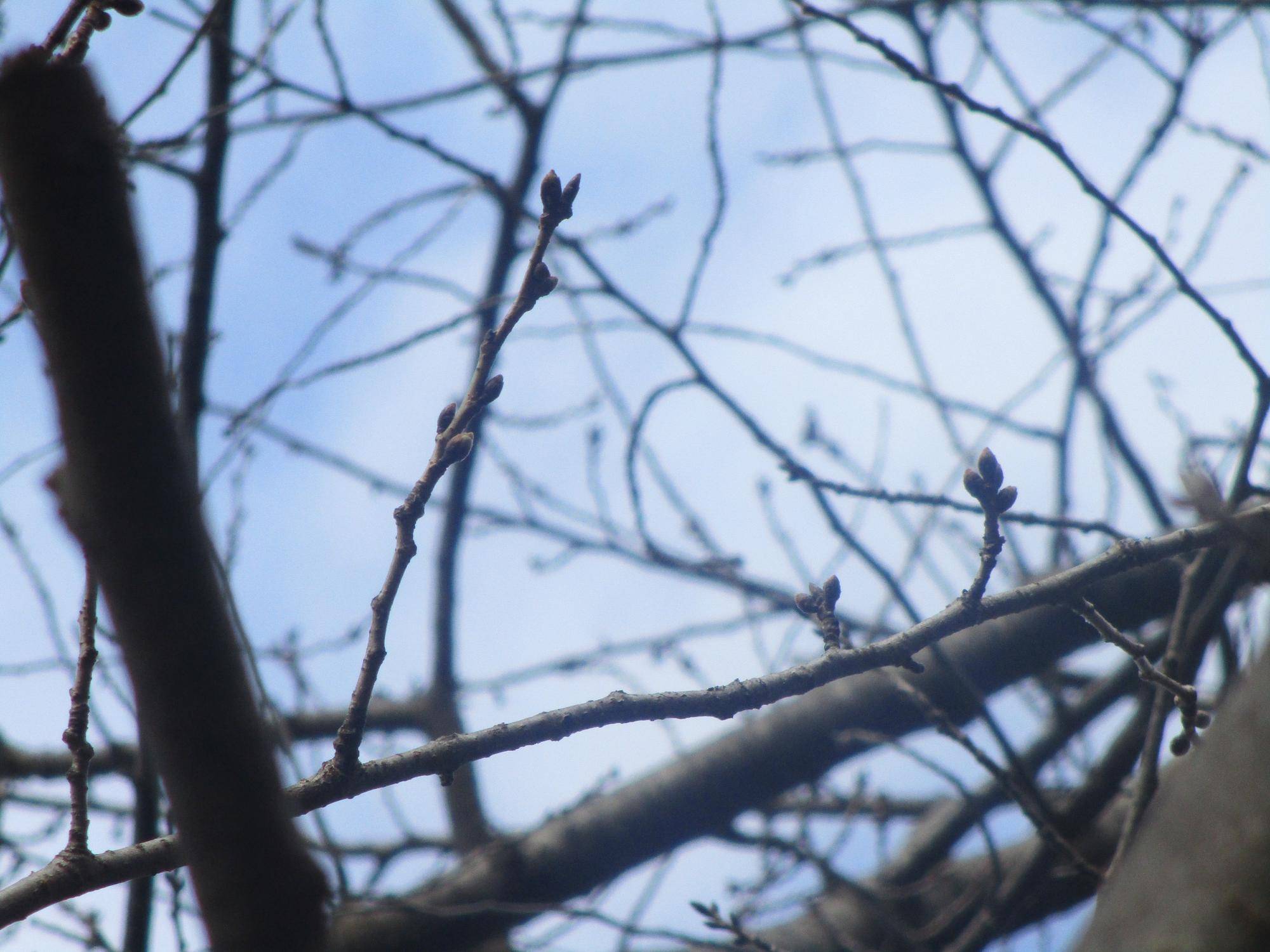 基準木桜蕾枝.jpg