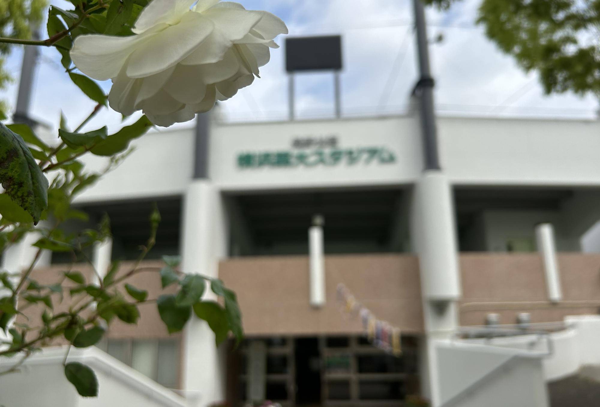 nnばらこいのぼり .jpeg