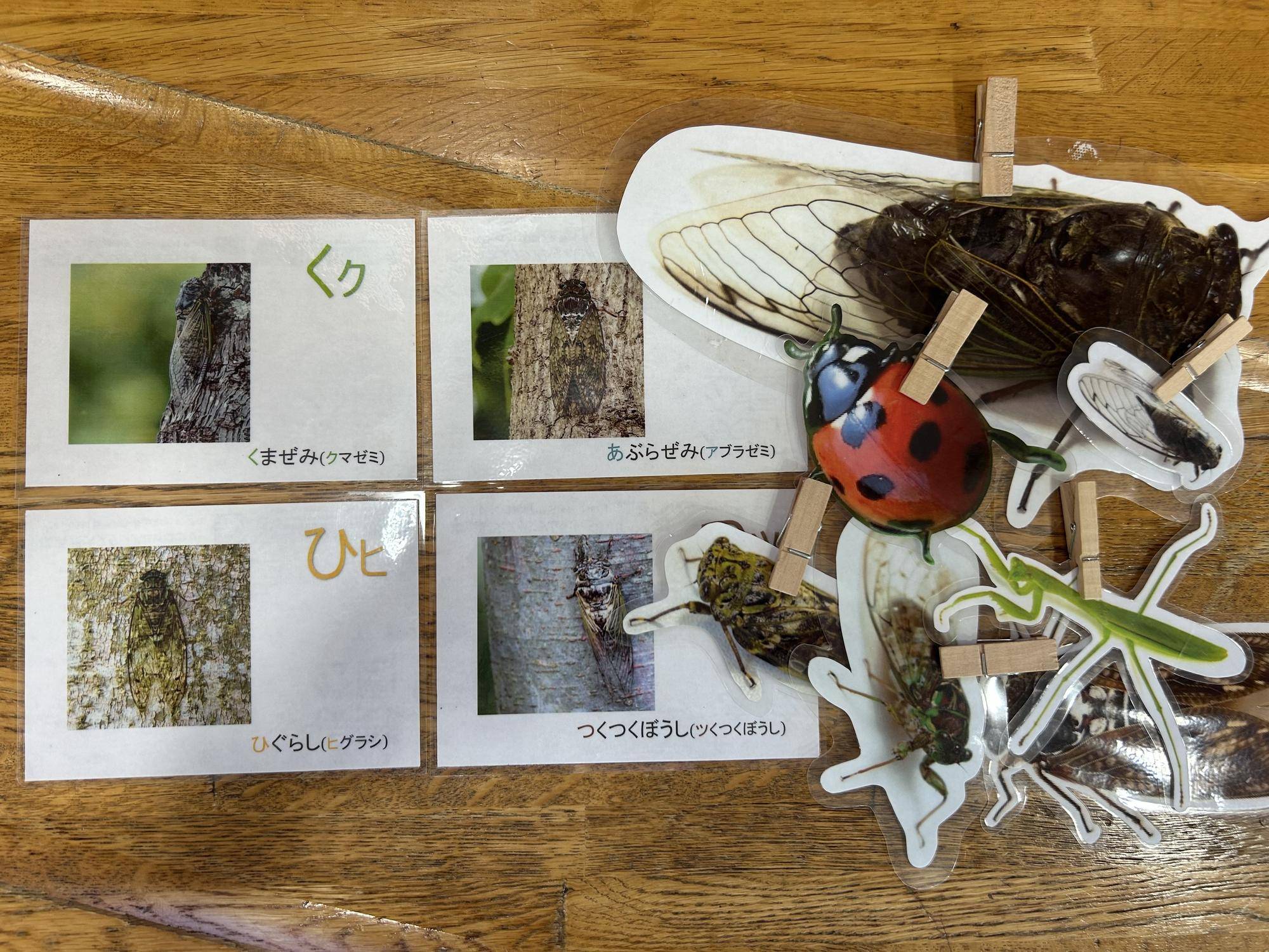 セミかるた.jpeg