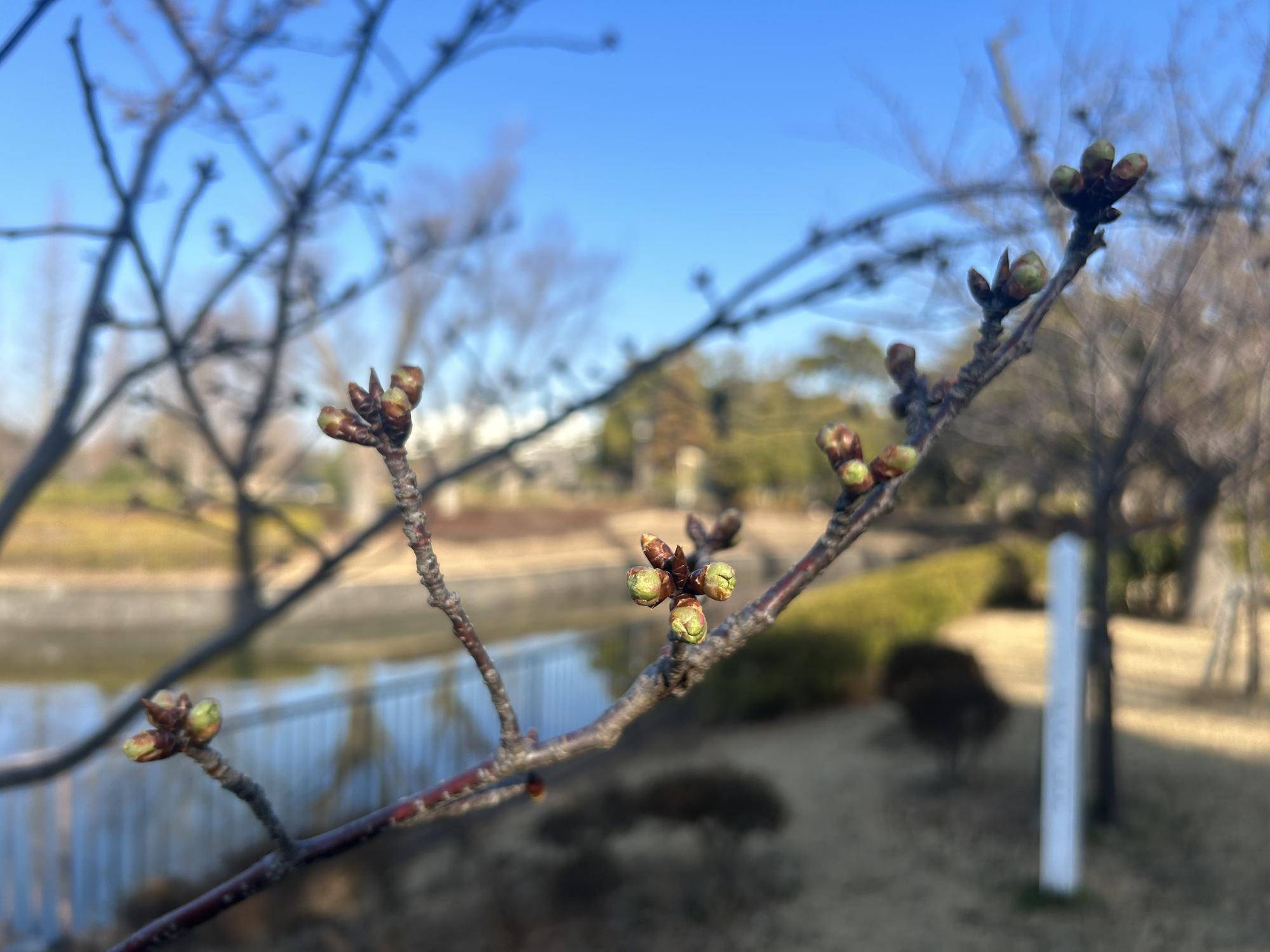 かんひ桜 (2).jpg
