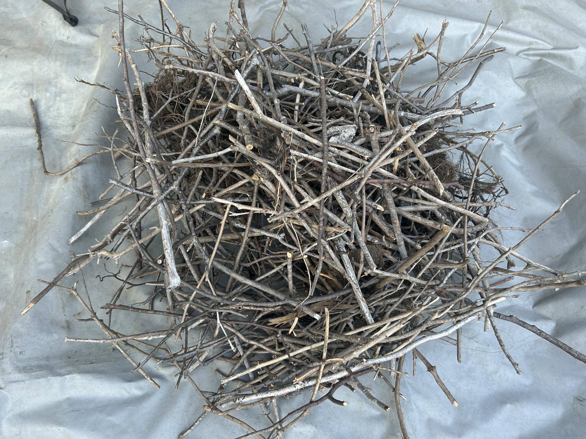 カラス巣 (2).jpg