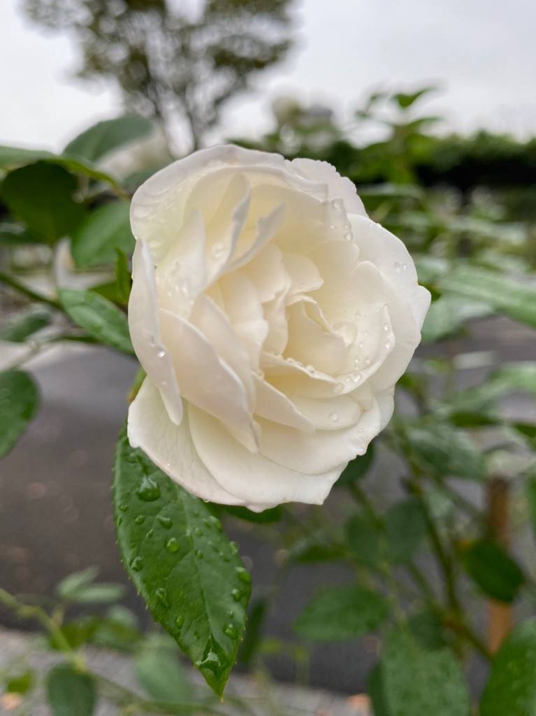 白バラ.jpg