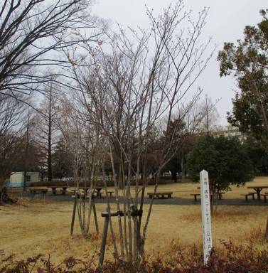 戸塚法人会 まんさく.jpg