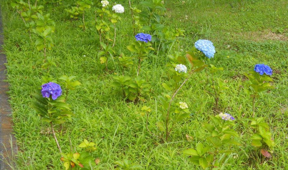 あじさいの植樹からの成長.jpg
