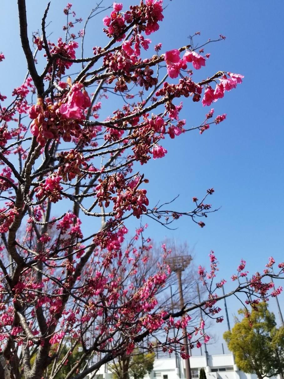 20180304_111908 - コピー.jpg