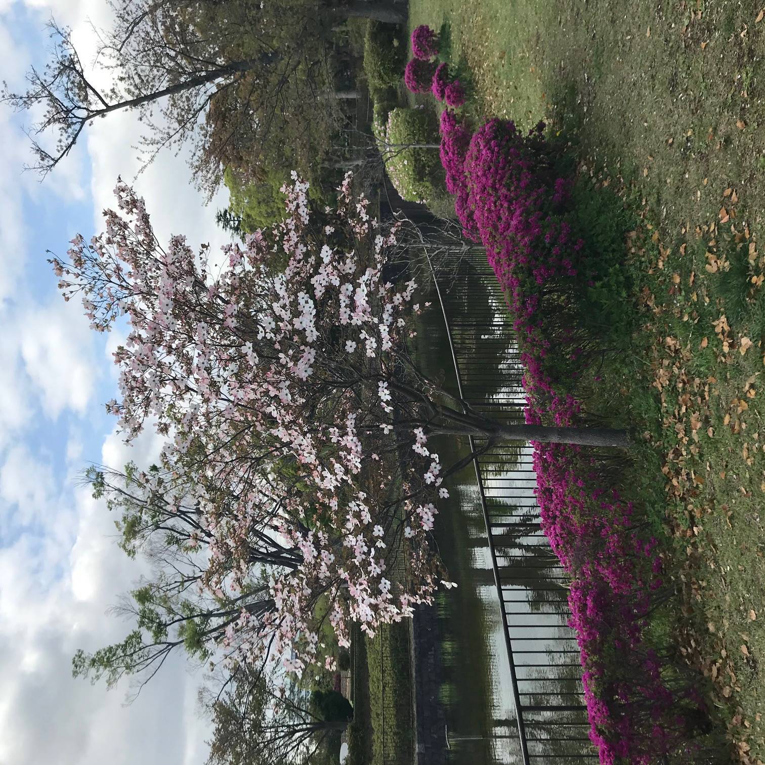 花水木 ハナミズキ ブログ 俣野公園公式サイト 公益財団法人 横浜市緑の協会