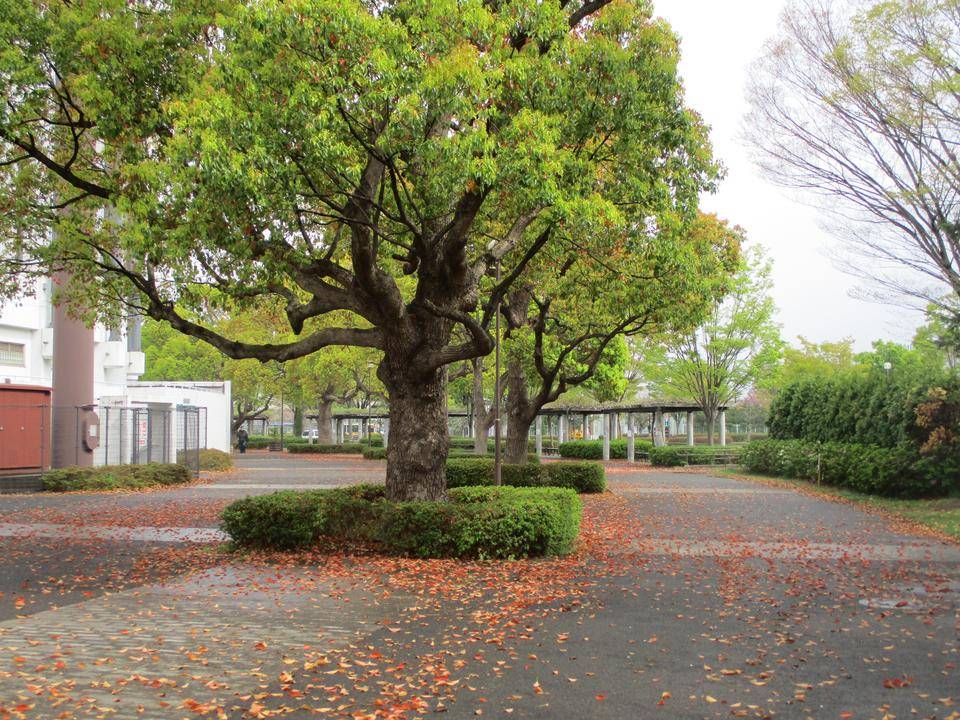 お歳暮 人気 オシャレ 楠（クスノキ）の落葉|｜ブログ|俣野公園公式サイト｜公益財団 アクセサリー