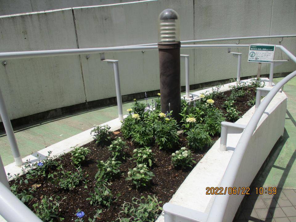 ④夏花壇.jpg