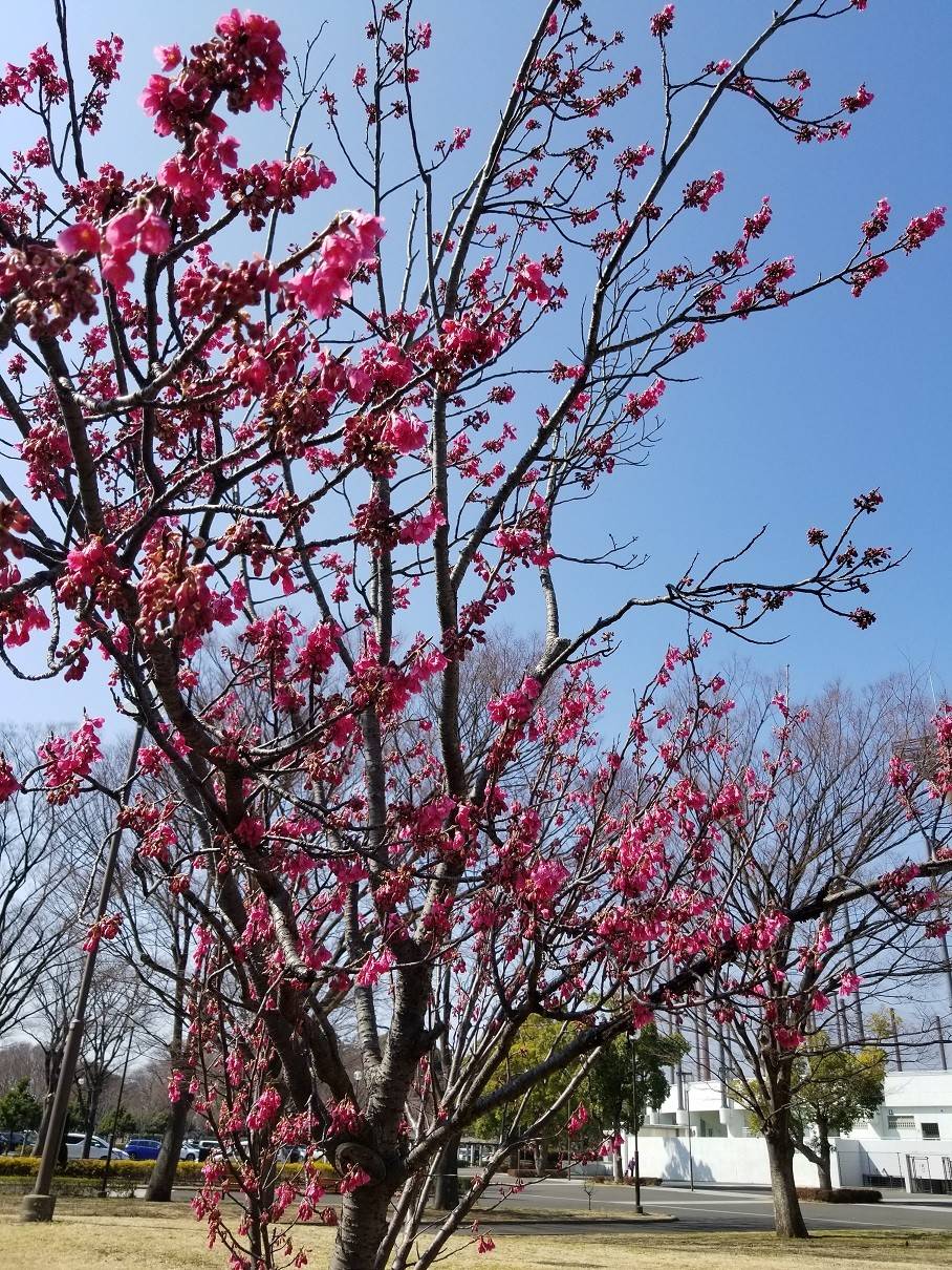 20180304_111914 - コピー.jpg