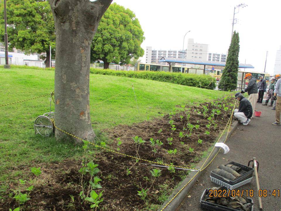 あじさい植樹カット.jpg