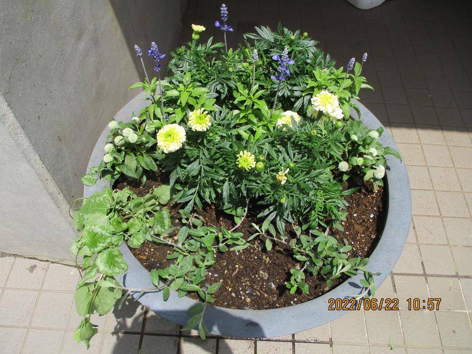 ③夏花壇.jpg