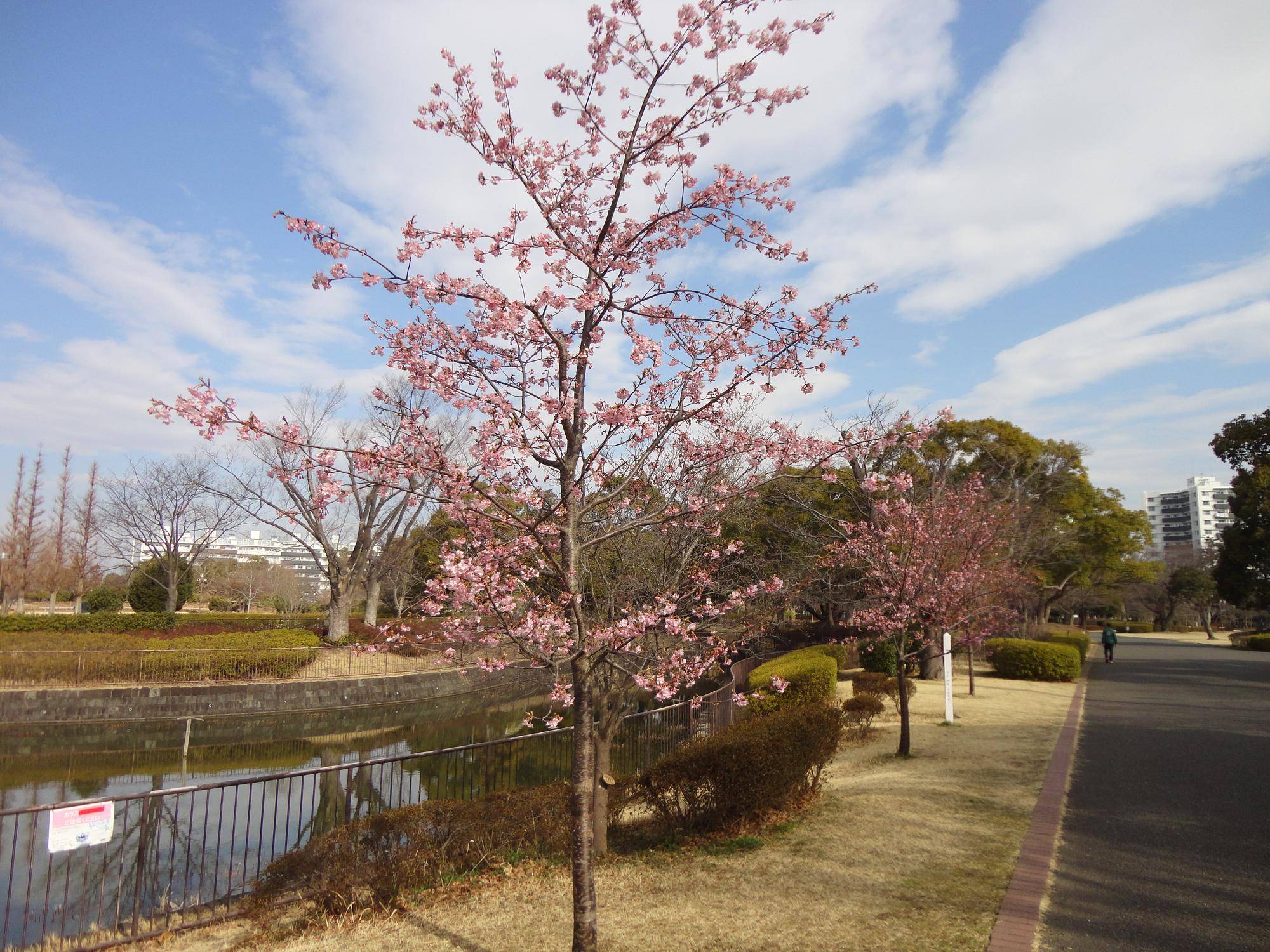 カワヅザクラ🌸満開近し||ブログ|俣野公園公式サイト|公益財団 カワヅザクラ🌸満開近し||ブログ|俣野公園公式サイト|公益財団