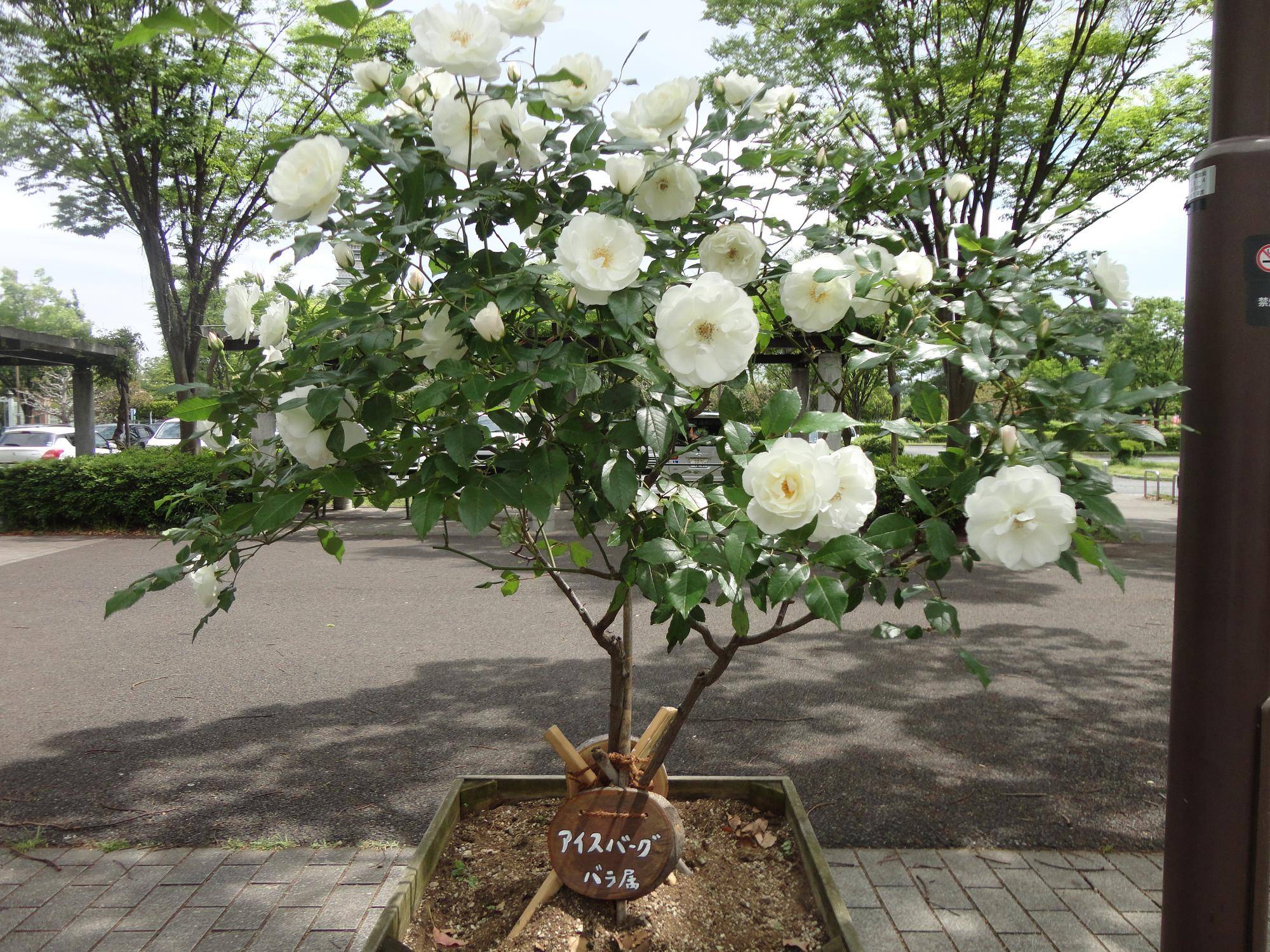 DSC01235.jpg