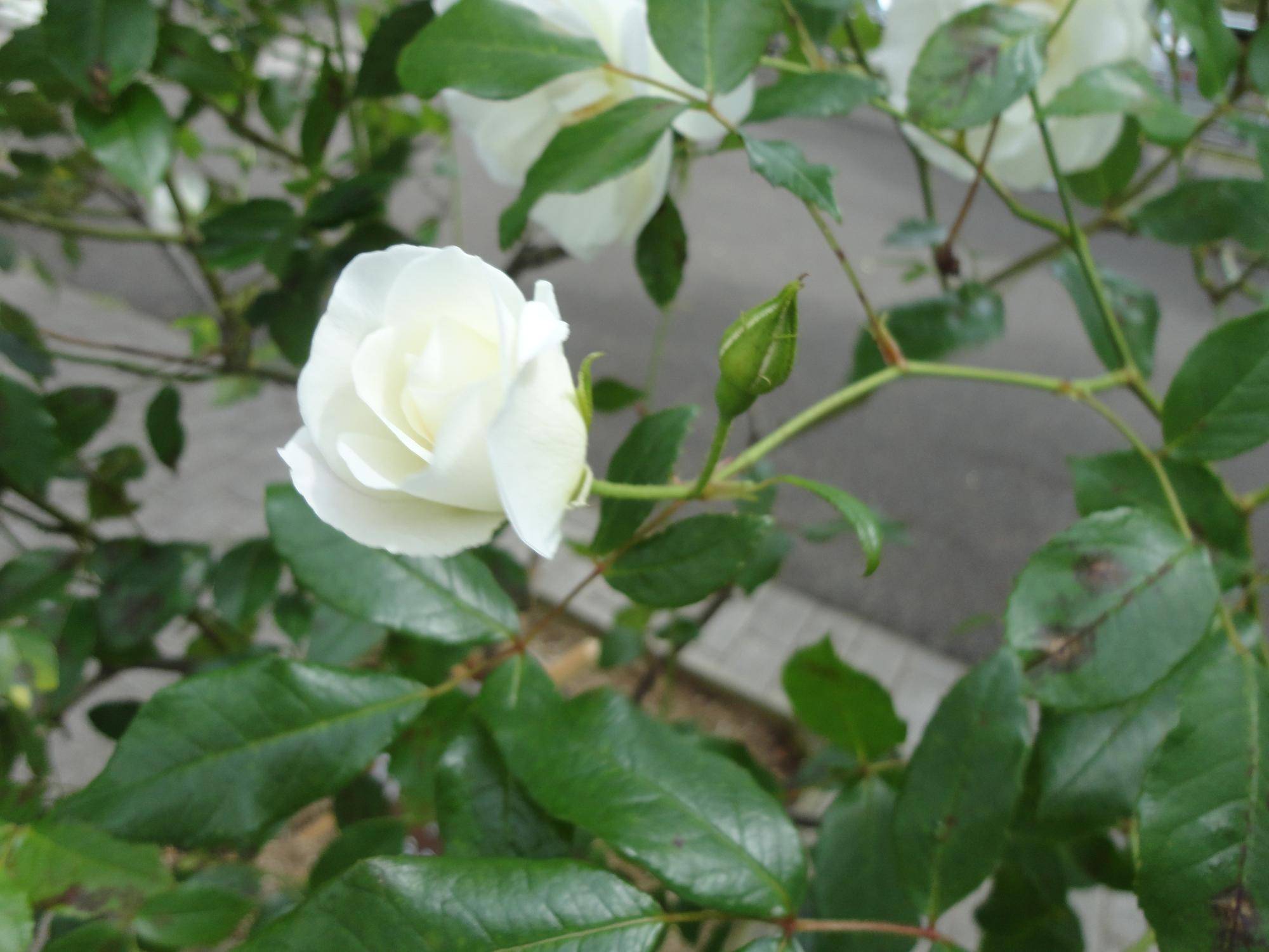 DSC01244.jpg