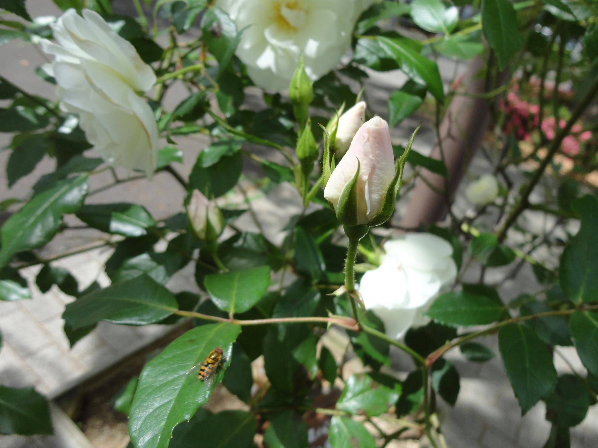 DSC01258.jpg