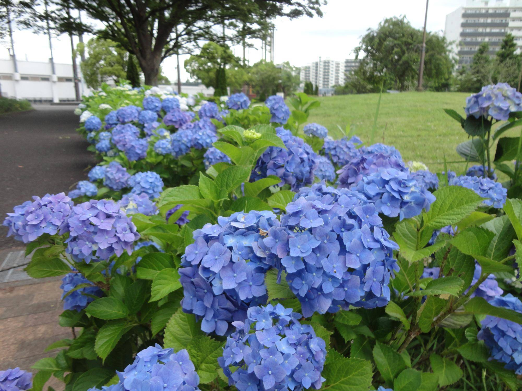 DSC01487.jpg