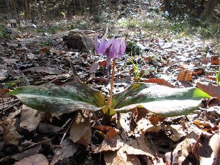 「早春の花々」