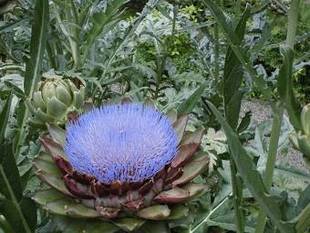 「梅雨時の花々」