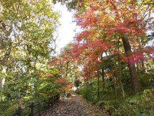 「紅葉状況ー12月9日」