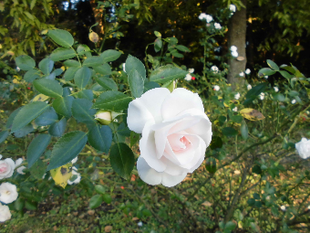 「生きもの達それぞれの営み」