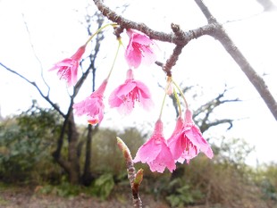 「サクラ咲く」