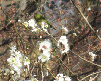 「春の嵐」の写真