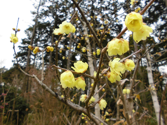 「冬の花々」の写真