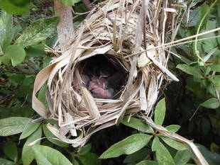 夏の生きものたち