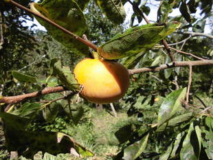 9月の「ぷち・ぶら」