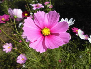 邸園学校 -「ぷち・ぶら」 特別プログラム-  