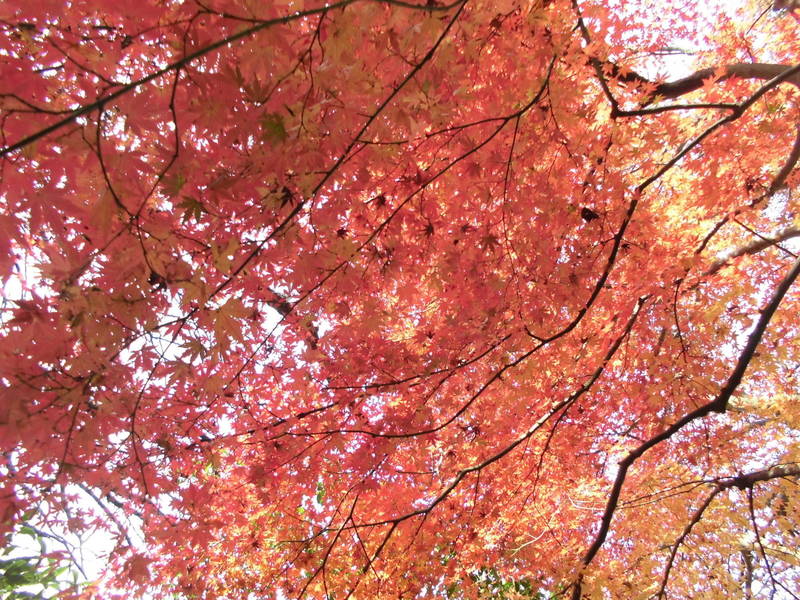 モミジの紅葉状況 ― 12月6日の写真