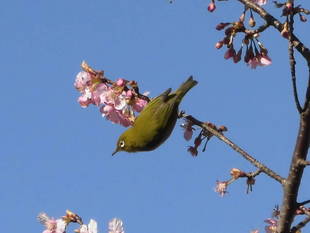 「野鳥観察会」