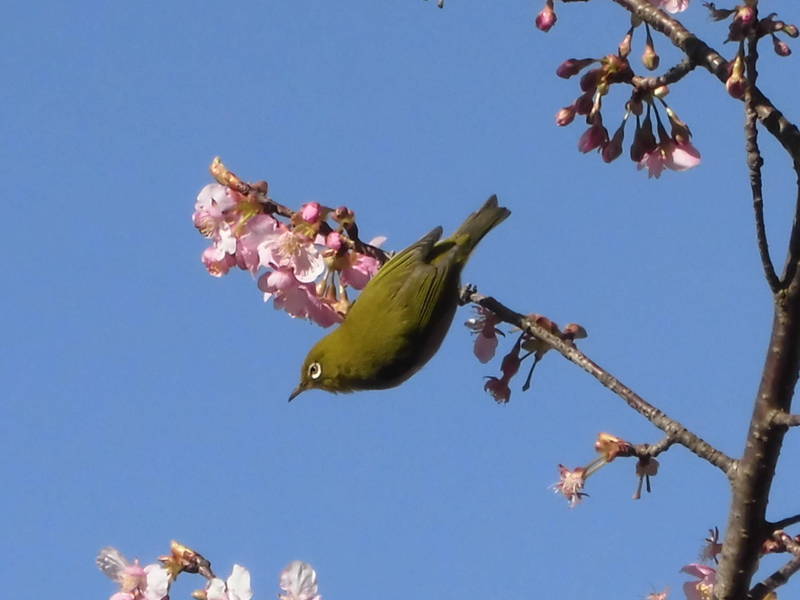 「野鳥観察会」の写真