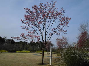 サクラの開花状況　－　3月20日