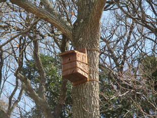 鳥の巣箱