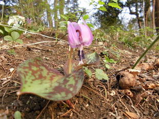 全国都市緑化よこはまフェア間近
