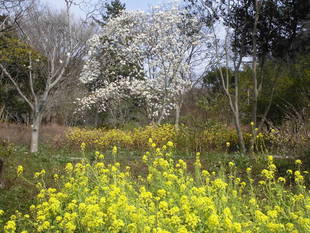 「俣野別邸」オープン間近