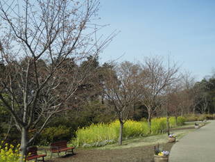 俣野別邸庭園開花情報【４月６日号】