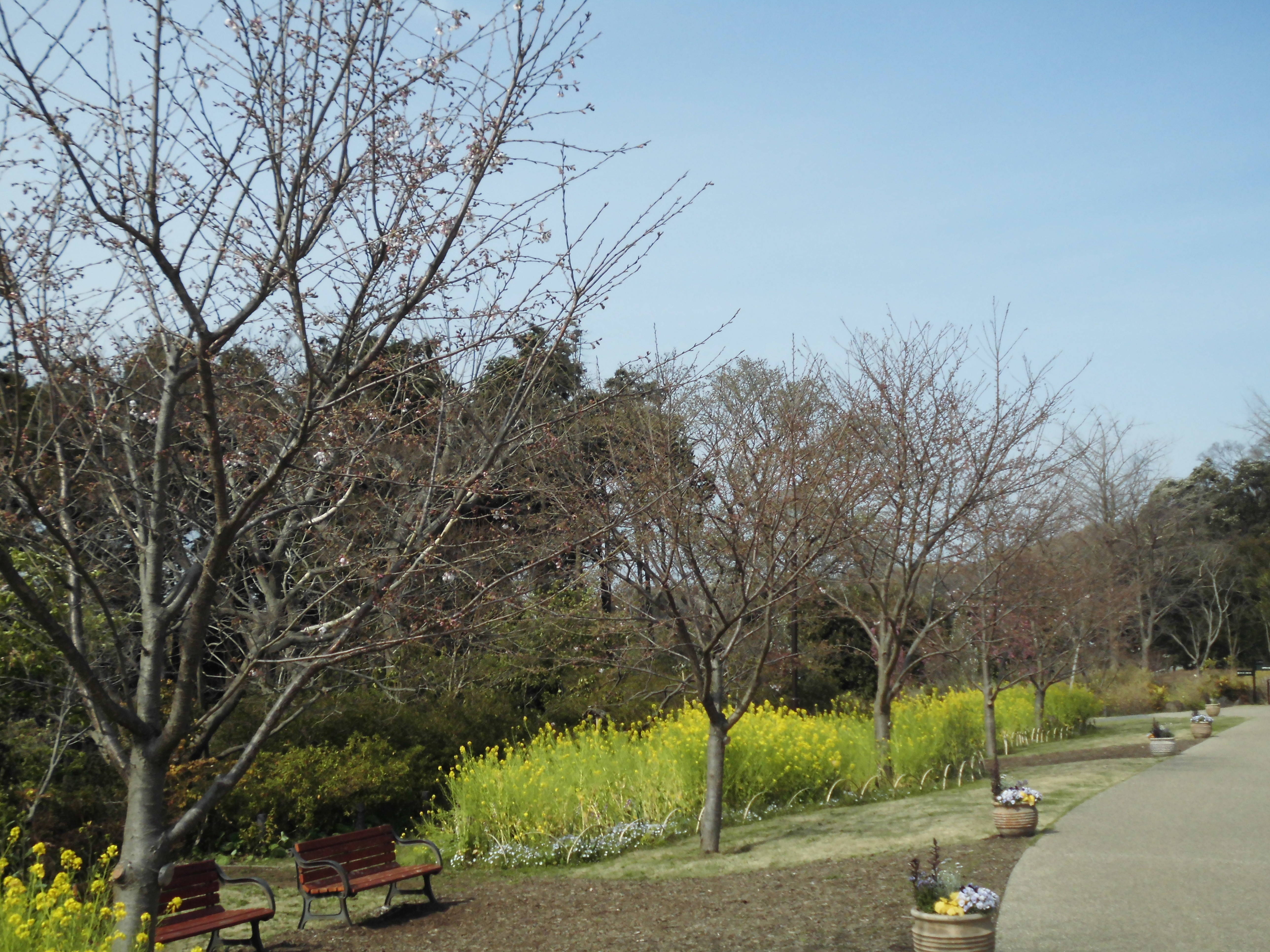 俣野別邸庭園開花情報【４月６日号】の写真