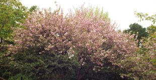 サクラの開花状況 ー 4月22日