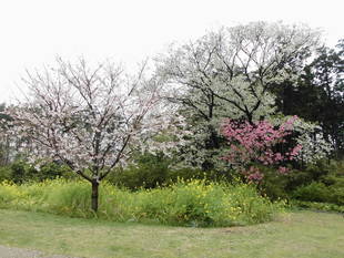 サクラの開花状況  ー 4月9日