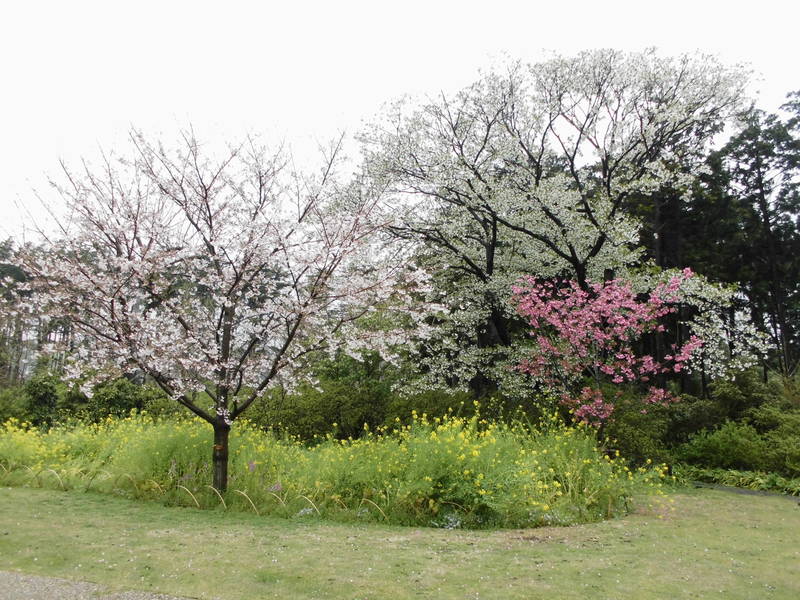 サクラの開花状況 ー 4月9日の写真