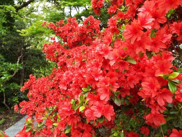見頃のツツジの写真
