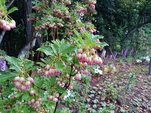 俣野別邸と春の雨