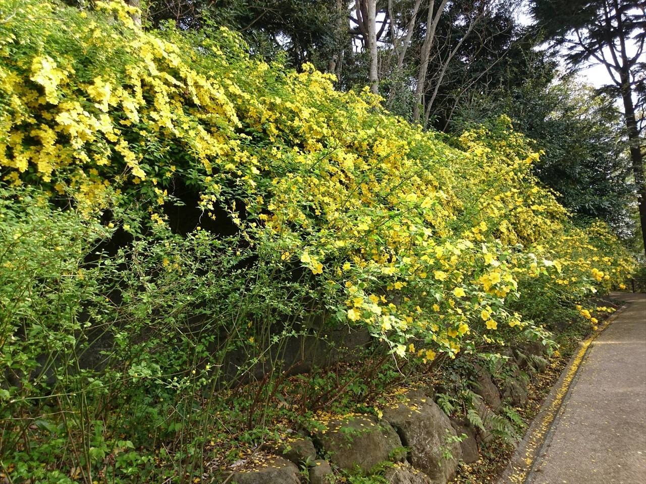 写真Log 植物編1の写真