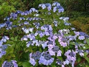 「あじさい祭り」開催中