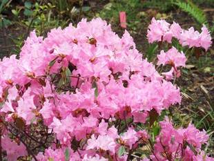 写真Log　植物編2