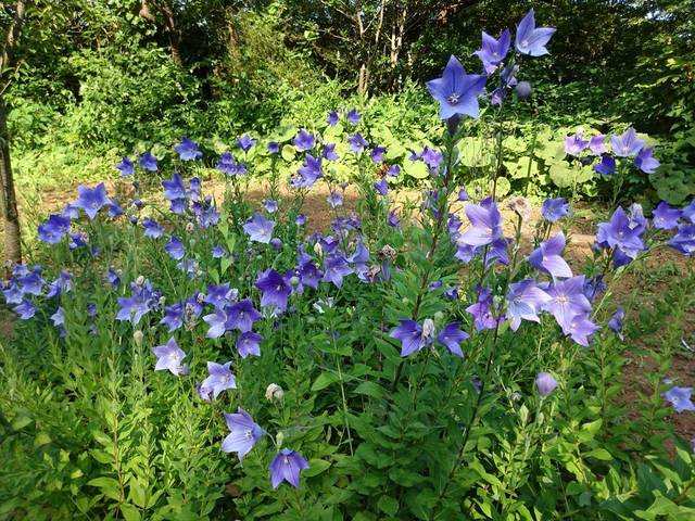 夏の庭園の写真