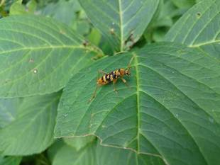ハチとハチみたいでハチじゃないやつ