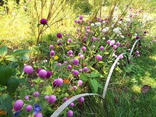 嵐すぎて秋は来ぬ